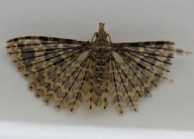 Twenty Plume moth