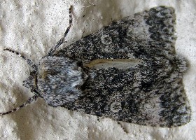 Poplar Grey moth