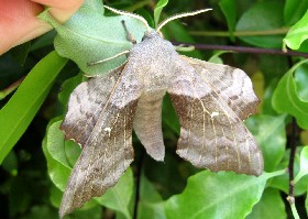 Poplar Hawk-moth