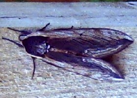 Privet Hawk-moth