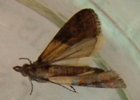 Ptycholoma lecheana moth Brindled tortrix