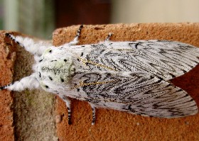 Puss Moth