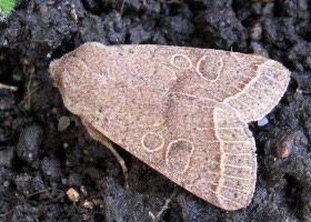 Common Quaker moth