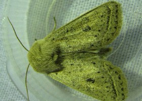 Powdered Quaker moth