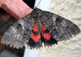 Red Underwing moth