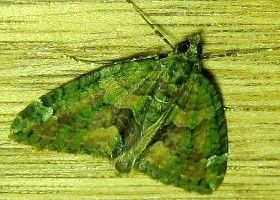 Red-green Carpet moth