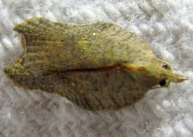 Rhomboid Tortrix moth