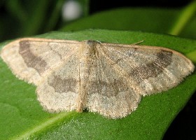Ribband Wave moth - form 2