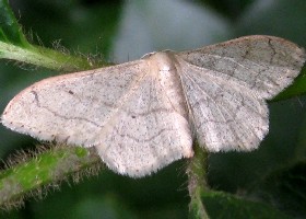 Ribband Wave moth - form 1