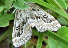 Ringed Chinamark moth
