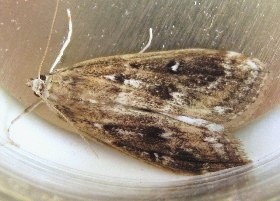 Ringed Chinamark moth