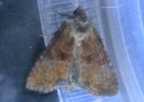 Rosy Minor moth