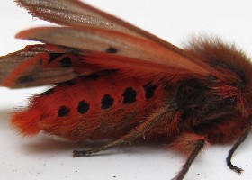Ruby Tiger moth