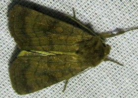 Six-striped Rustic moth