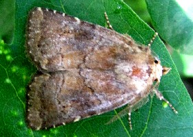 Brown Rustic moth