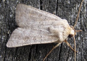 Vine's Rustic moth
