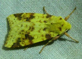 The Sallow moth - form 1