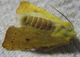 The Sallow moth - form 2
