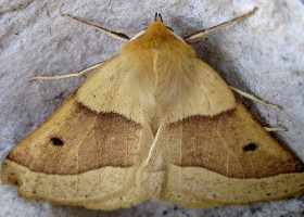 Scalloped Oak