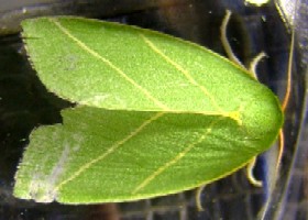 Scarce Silver-lines moth