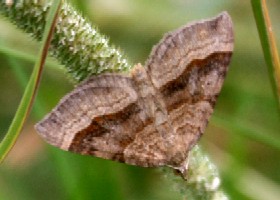 Shaded Broad-bar Moth