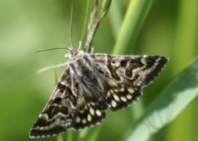 Mother Shipton Moth