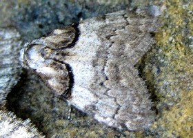 Short-cloaked moth