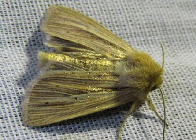 Shoulder-striped Wainscot moth