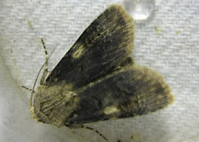 Shuttle-shaped Dart moth