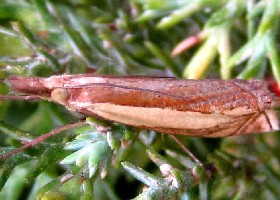 crambid grass moth Crambus silvella