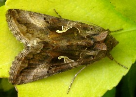 Silver Y Moth