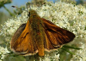 Skippers