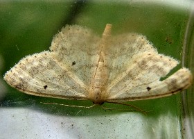 Small Fan-footed Wave moth