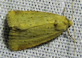 Small Dotted Buff moth