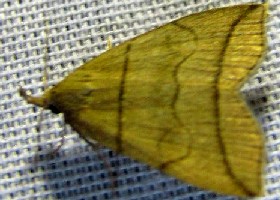 Small Fan-foot moth