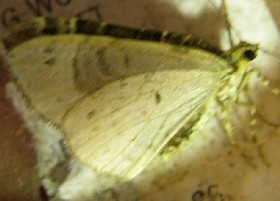 Small Phoenix moth