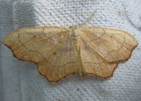 Small Scallop moth