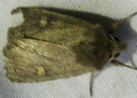Small Square-spot moth