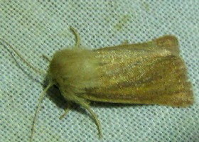 Small Wainscot moth