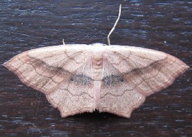 Small Blood Vein moth