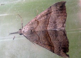 The Snout moth