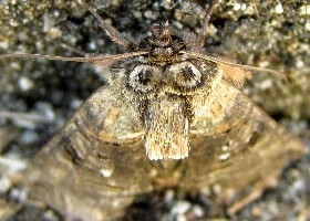 The Spectacle moth