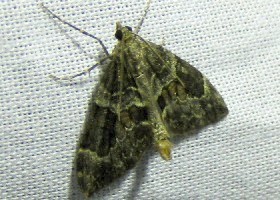 Spruce Carpet moth