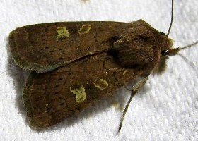 Square-spot Rustic moth