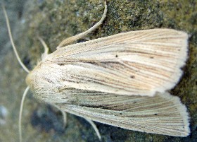 Southern Wainscot moth