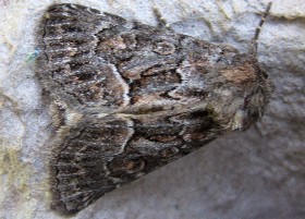 Straw Underwing moth