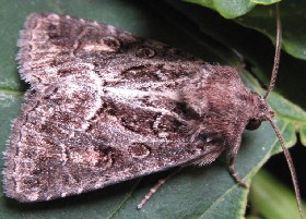 Straw Underwing moth