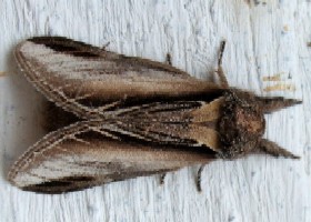 Swallow Prominent moth