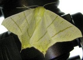 Swallow-tailed Moth