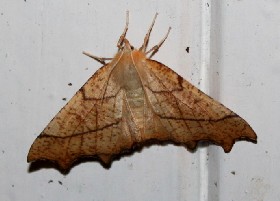 August Thorn moth